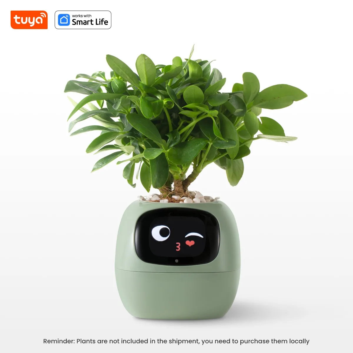 Plant Buddy - The World's First Ai Plant